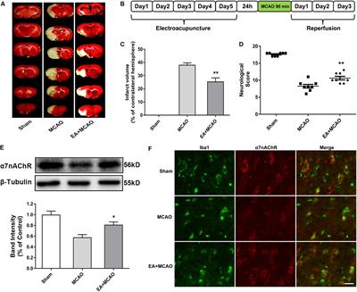 Electroacupuncture Pretreatment Alleviates Cerebral Ischemic Injury Through α7 Nicotinic Acetylcholine Receptor-Mediated Phenotypic Conversion of Microglia
